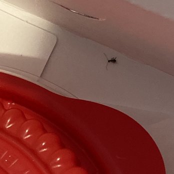 KFC - Cockroach in the same box I got my chicken - Fast Food Near Me - Austin, Texas
