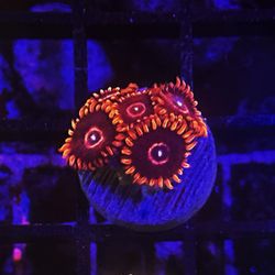 Ellis Aquatics