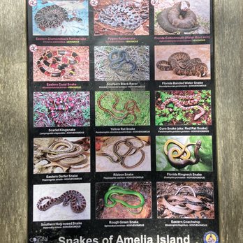 Egans Creek Park - There are four venomous snakes in Florida (be careful in trees too) - Parks Near Me - Fernandina Beach, Florida Egans Creek Park - There are four venomous snakes in Florida (be careful in trees too) - Parks Near Me - Fernandina Beach, Florida