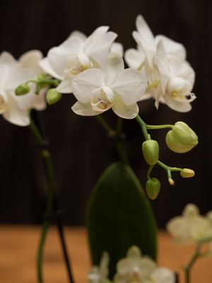 The Flower Ateliers by null