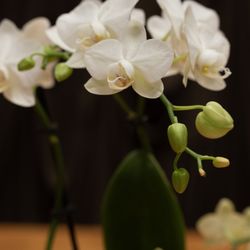Orchid love