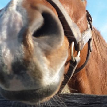 Adena Springs Barns - Nose boop - Horse Boarding Near Me - Midway, Kentucky Adena Springs Barns - Nose boop - Horse Boarding Near Me - Midway, Kentucky