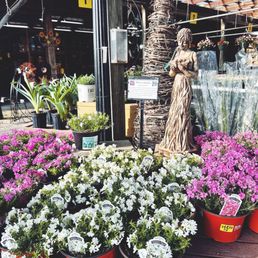 Outdoor plants
