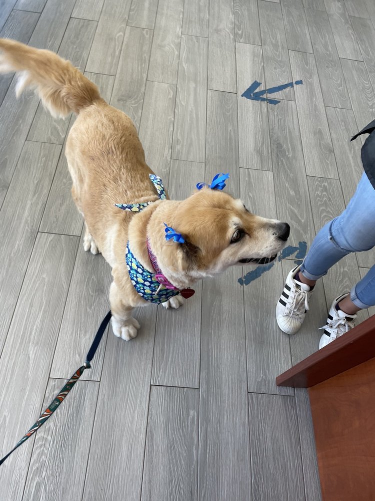 LOVING TOUCH GROOMING SALON Updated October 2024 50 Photos & 70 Reviews 9544 SW 137th Ave