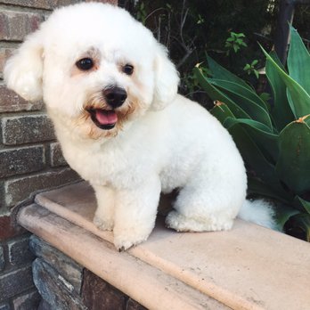 The Spaw - My happy pup after a nice day at the Spaw - Pet Groomers Near Me - Tustin, California The Spaw - My happy pup after a nice day at the Spaw - Pet Groomers Near Me - Tustin, California