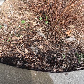 Best Choice Landscape - The mulch barely covers, weeds came through, old weed barrier material showing. Poor job done - Tree Services Near Me - Wauwatosa, Wisconsin