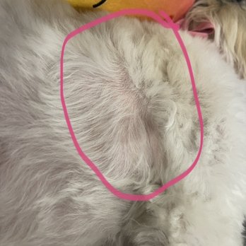 Suds N Bubbles - Uneven cut with a line where she shaved too close. Photo of camera roll with date and time since she asked for the date and time - Pet Groomers Near Me - Las Vegas, Nevada Suds N Bubbles - Uneven cut with a line where she shaved too close. Photo of camera roll with date and time since she asked for the date and time - Pet Groomers Near Me - Las Vegas, Nevada