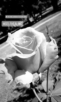 Rose Garden at Victory Park by null