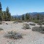 Photo of The Serpentine Barrens