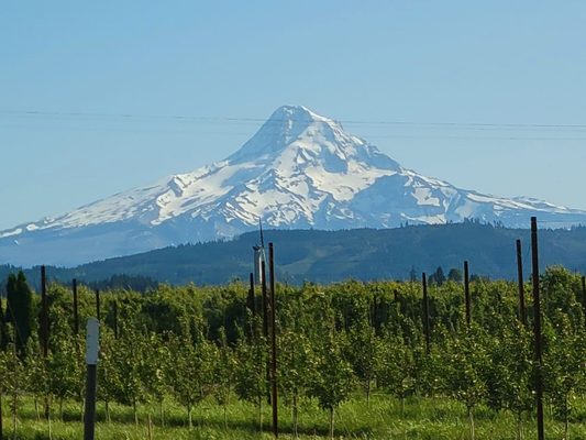 Mt Hood by null