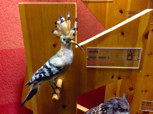 Museum of Natural History “Giacomo Doria” by null