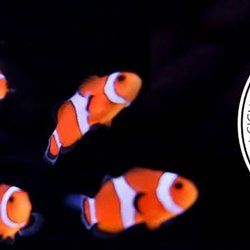 Ocean's Floor - Come find Nemo at Ocean's Floor!!