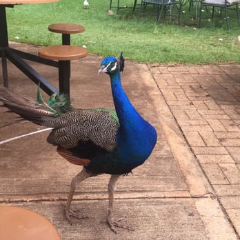 Honolulu Zoo - The peacock that joined us for lunch - Zoos Near Me - Honolulu, Hawaii