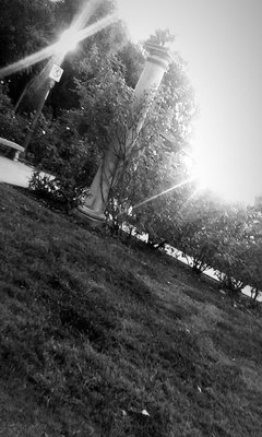 Rose Garden at Victory Park by null