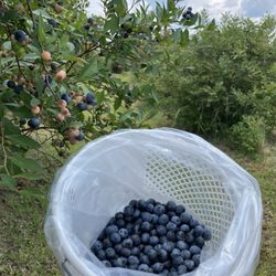 Ottawa Farms - Blueberries