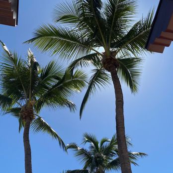 Arbor Treez - Tree Services Near Me Arbor Treez - Tree Services Near Me