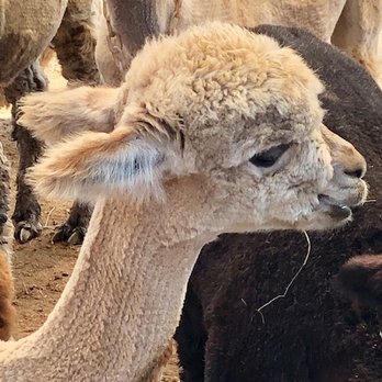 Island Alpaca - Baby - so cute! - Knitting Supplies Near Me - Oak Bluffs, Massachusetts