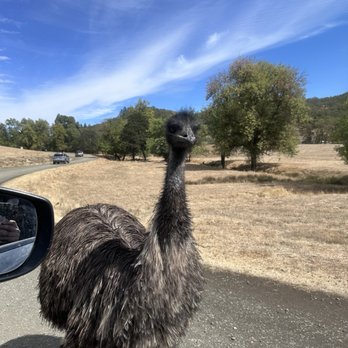 Wildlife Safari - Emu - Zoos Near Me - Winston, Oregon