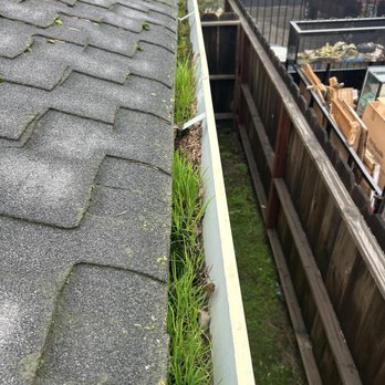 Solar Wash Kid - Garden in your gutters? Solar Wash Kid is happy to help. - Solar Panel Cleaning Near Me Solar Wash Kid - Garden in your gutters? Solar Wash Kid is happy to help. - Solar Panel Cleaning Near Me