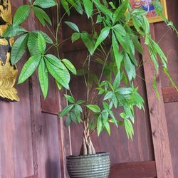 Thai Body Works - Beautiful money plant in the corner of the lobby
