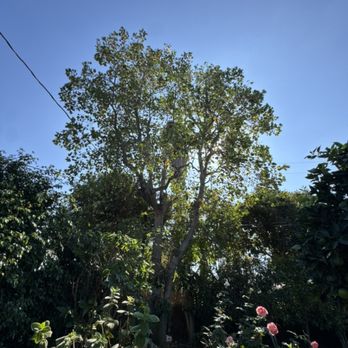 Villatoro Tree Care - Tulip poplar reduced in height naturally - Tree Services Near Me Villatoro Tree Care - Tulip poplar reduced in height naturally - Tree Services Near Me
