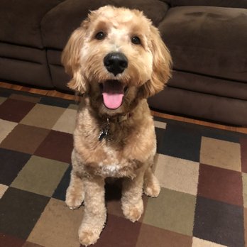 Sugar & Spice Pet Grooming - Goldendoodle - Pet Groomers Near Me - Lynbrook, New York Sugar & Spice Pet Grooming - Goldendoodle - Pet Groomers Near Me - Lynbrook, New York