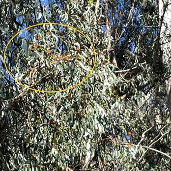 Monarch Butterfly Grove - Late in season(Nov-Feb), this is the largest cluster I spotted 2/8/23. - Parks Near Me