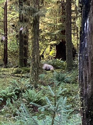 Hoh Rain Forest by null