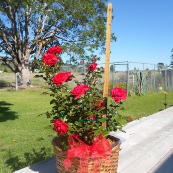 Mt Shasta Florist - Thank you SO much Mt. Shasta Florist!! My Grandma was overjoyed with her rosebush. - Florists Near Me - Mount Shasta, California Mt Shasta Florist - Thank you SO much Mt. Shasta Florist!! My Grandma was overjoyed with her rosebush. - Florists Near Me - Mount Shasta, California