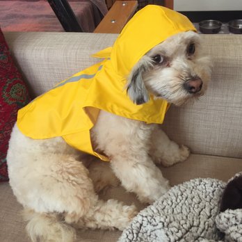 Ginger's Pet Rescue - Boedy a week after adoption. - Animal Shelters Near Me