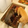 All-In-One Pet Care