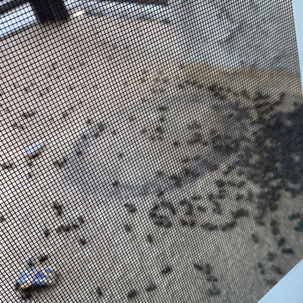 Bee Wranglers - There were a lot of bees. I'm just glad we called the right person for the job. Thanks - Pest Control Near Me - Riverside, California Bee Wranglers - There were a lot of bees. I'm just glad we called the right person for the job. Thanks - Pest Control Near Me - Riverside, California