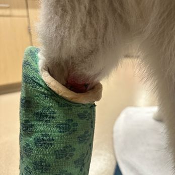 TrueCare for pets - You can see the wound rubbing on the boot here - Veterinarians Near Me - Studio City, California