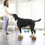 Photo of Human Canine Collaborative