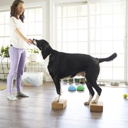 Human Canine Collaborative