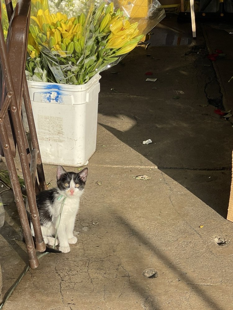 LUIGI’S FLOWERS Updated October 2024 820 S San Pedro St, Los