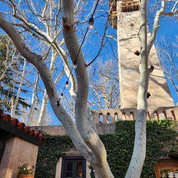 Poco Diablo Resort - Arizona Sycamore tree - Hotels Near Me - Sedona, Arizona