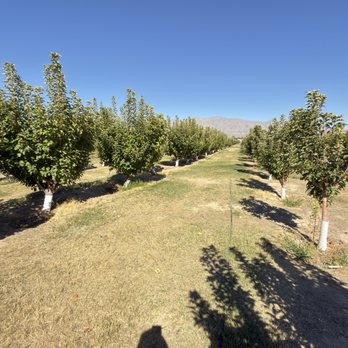 Gilcrease Orchard - Fruits & Veggies Near Me - Las Vegas, Nevada Gilcrease Orchard - Fruits & Veggies Near Me - Las Vegas, Nevada