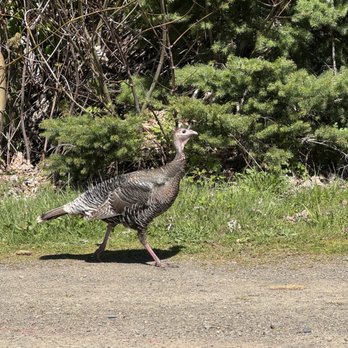 Elk Ridge Golf Course - Gobble gobble - Golf Near Me - Carson, Washington Elk Ridge Golf Course - Gobble gobble - Golf Near Me - Carson, Washington