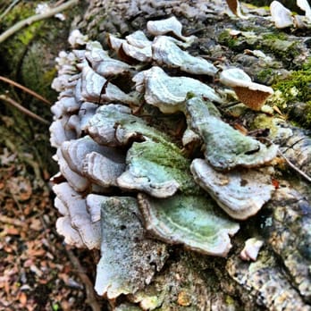 Wolf River Nature Area - Hiking Near Me - Germantown, Tennessee Wolf River Nature Area - Hiking Near Me - Germantown, Tennessee