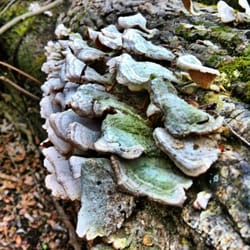 Wolf River Nature Area