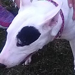 Harrington Park - A dog roaming around the park