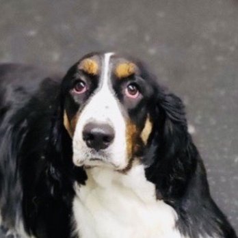 Michelle's Dog Grooming - My Jamie - Pet Services Near Me - Claremont, California