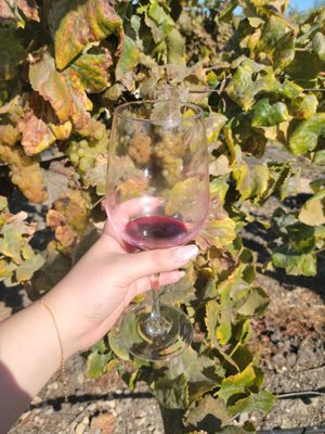 Biddle Ranch Vineyard by null
