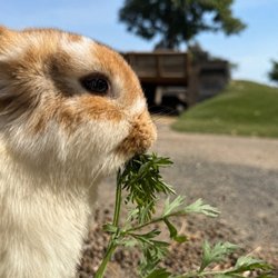 Abma's Farm