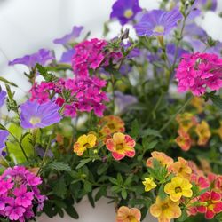 Keil's Produce & Greenhouse - Beautiful hanging flower baskets in 4 sizes, available mid-April while supplies last at Keil's Greenhouse in Swanton, OH.