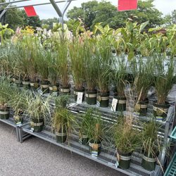 Olson's Ace Hardware - Premium ornamental grass for an unbeatable price at the end of the season.