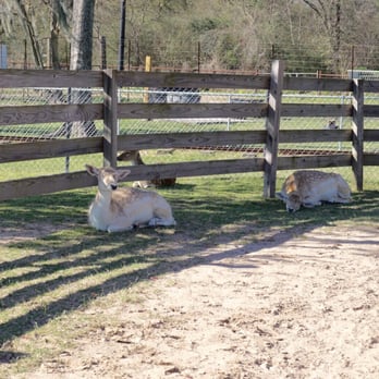 Old MacDonald's Farm - Resting deer - Venues & Event Spaces Near Me - Humble, Texas