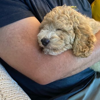 California Dulce Doodles - All smiles - Pet Breeders Near Me