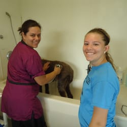Spring Green Pet Resort - Leena & Alex bathing dogs